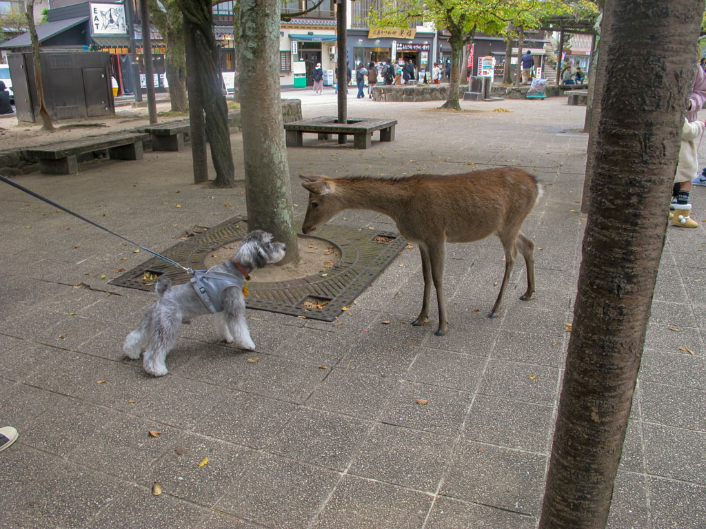 Deer-Dog Standoff